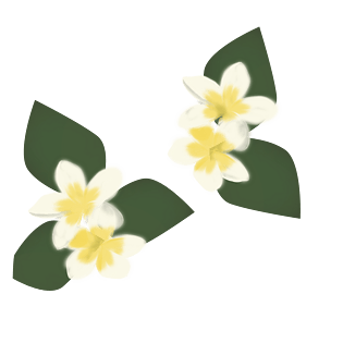 鸡蛋花手绘图案png