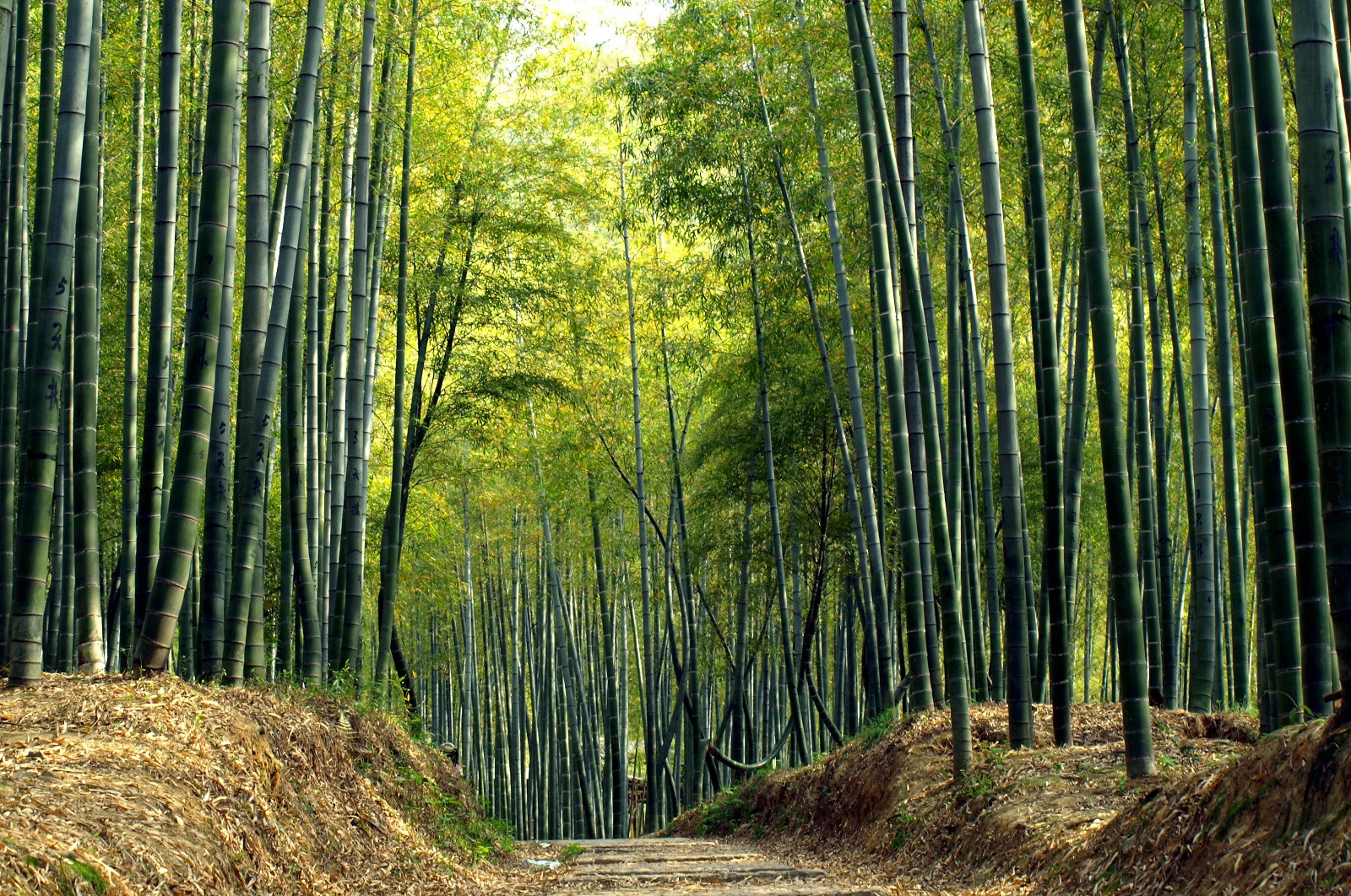 碧绿竹林中的幽静小路