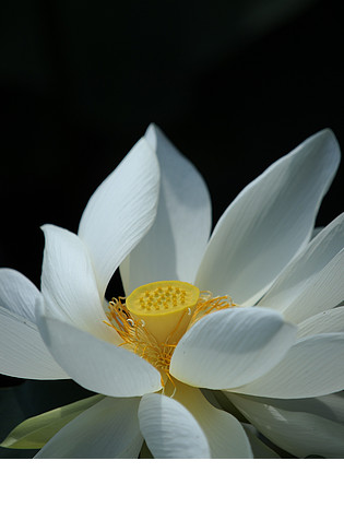 白色八瓣莲花图片