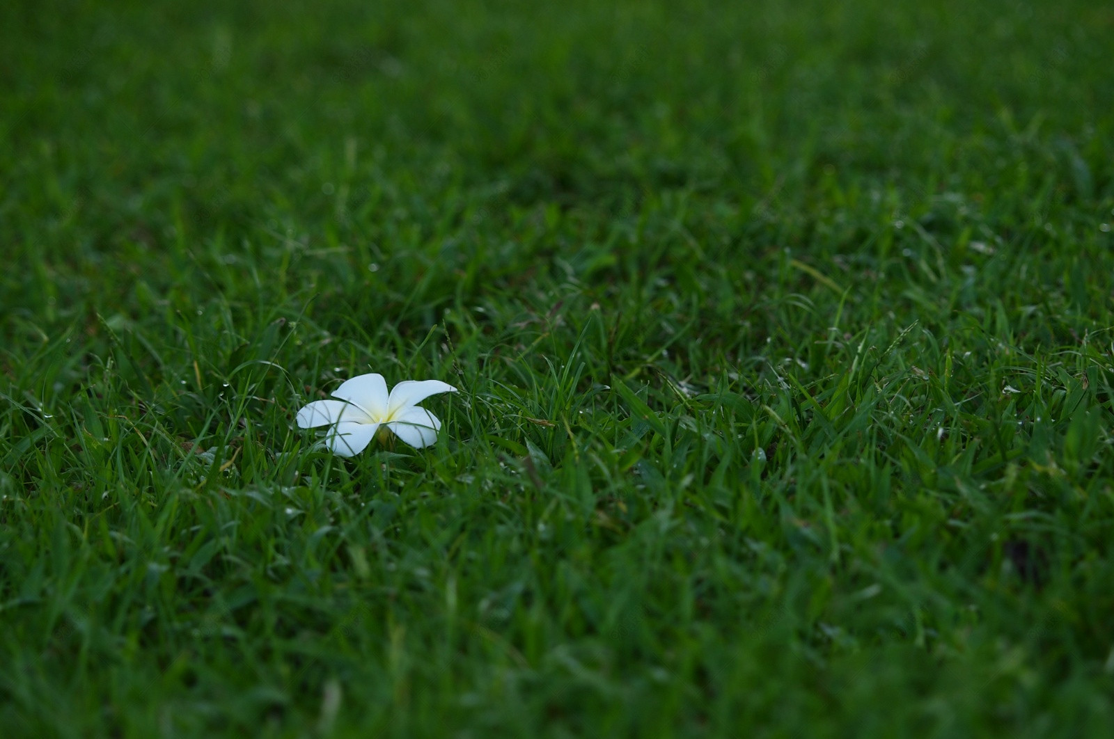 青青草坪上的一朵小花