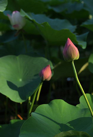 含苞待放的红色荷花骨朵儿
