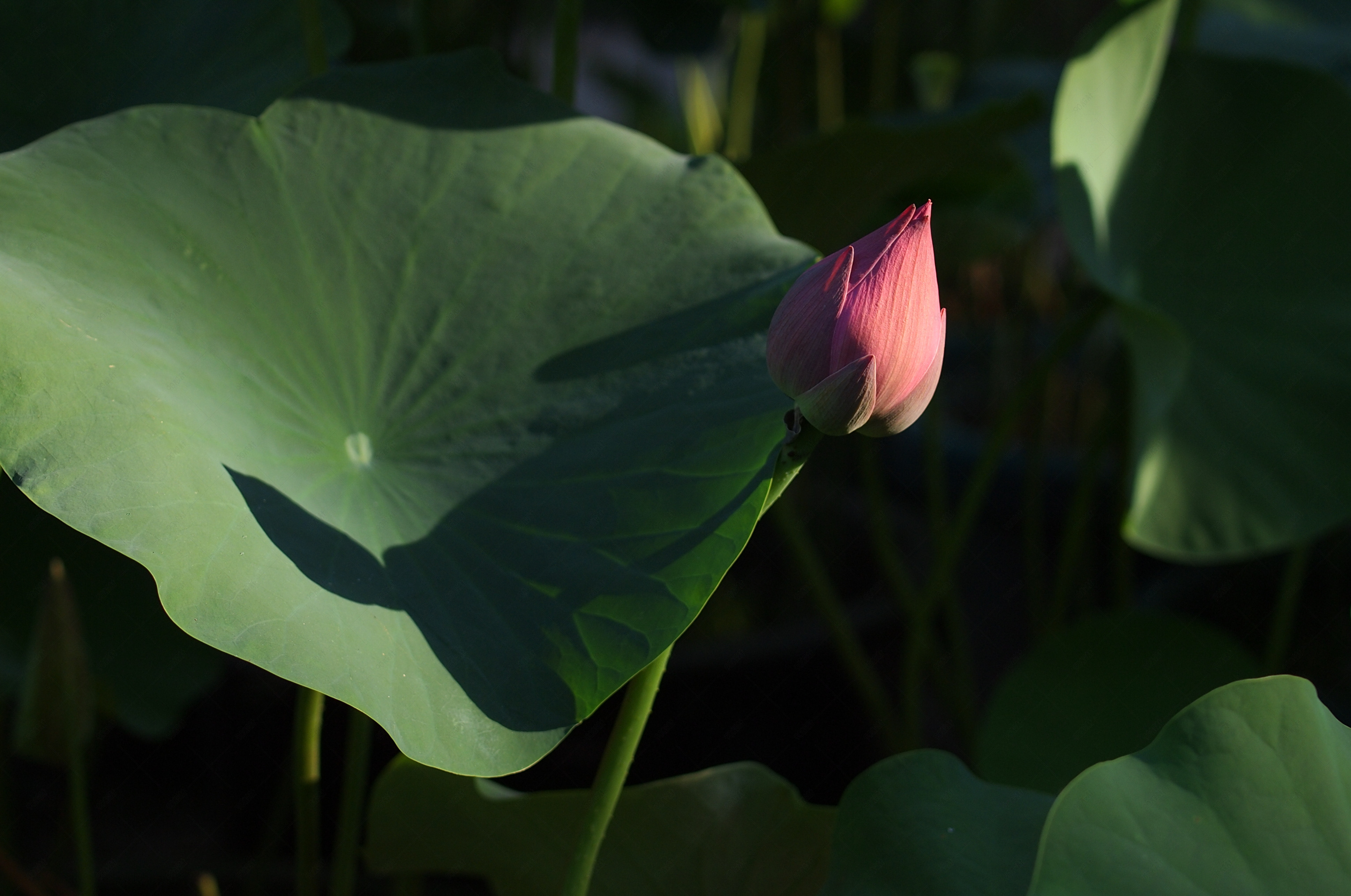 含苞待放的粉红色荷花