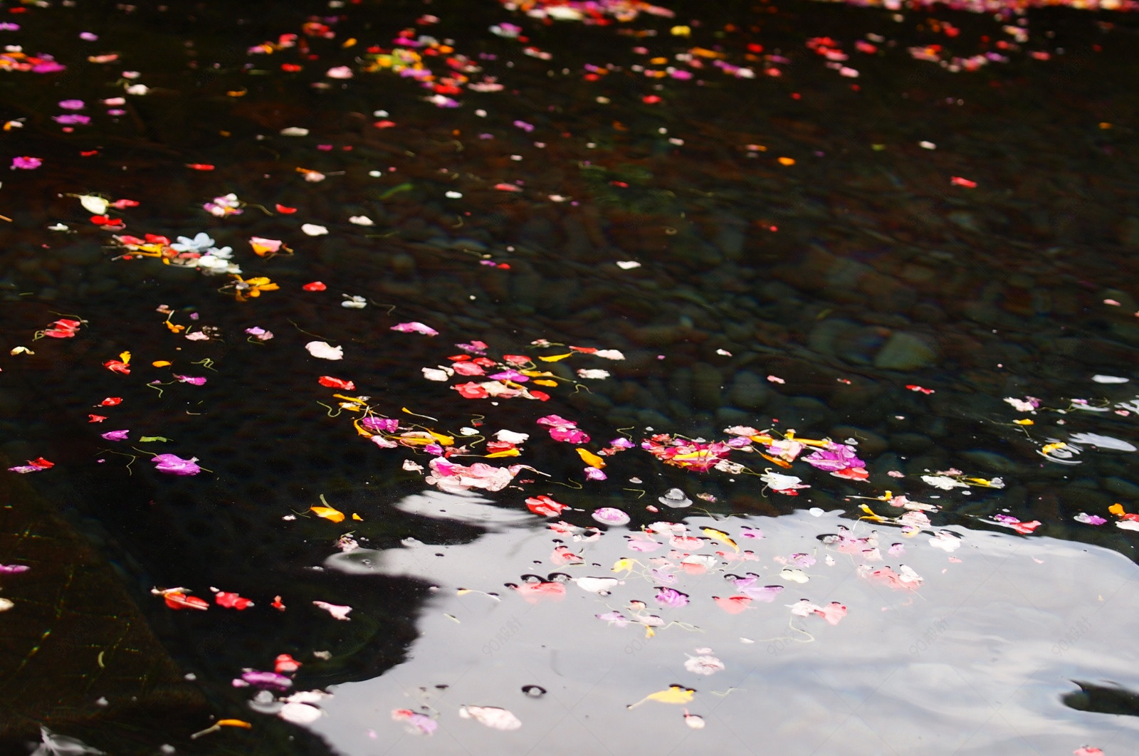 散落在水面的红白相间的花瓣