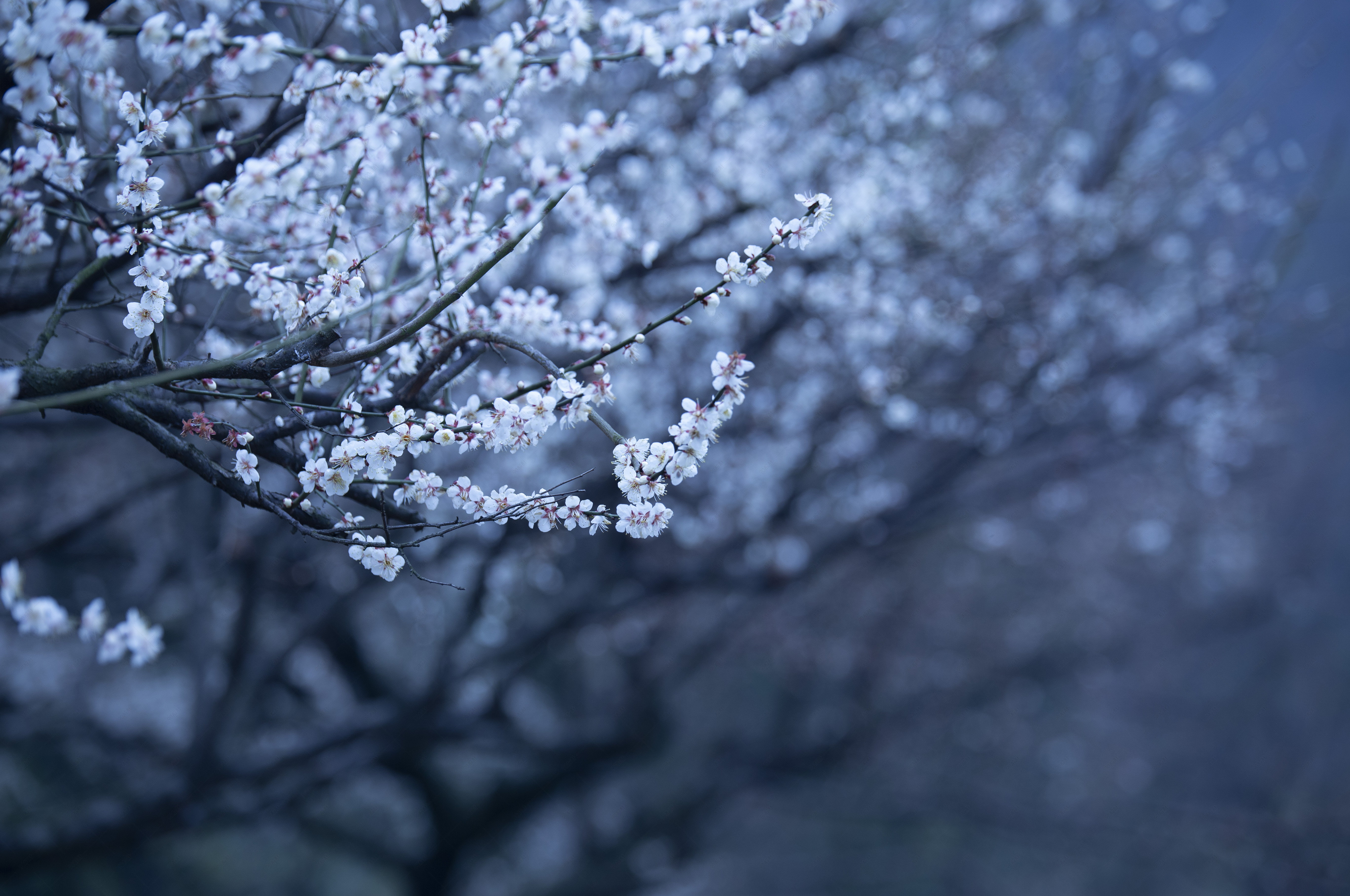 寒风凛冽中盛开的白色的山桃花梅花
