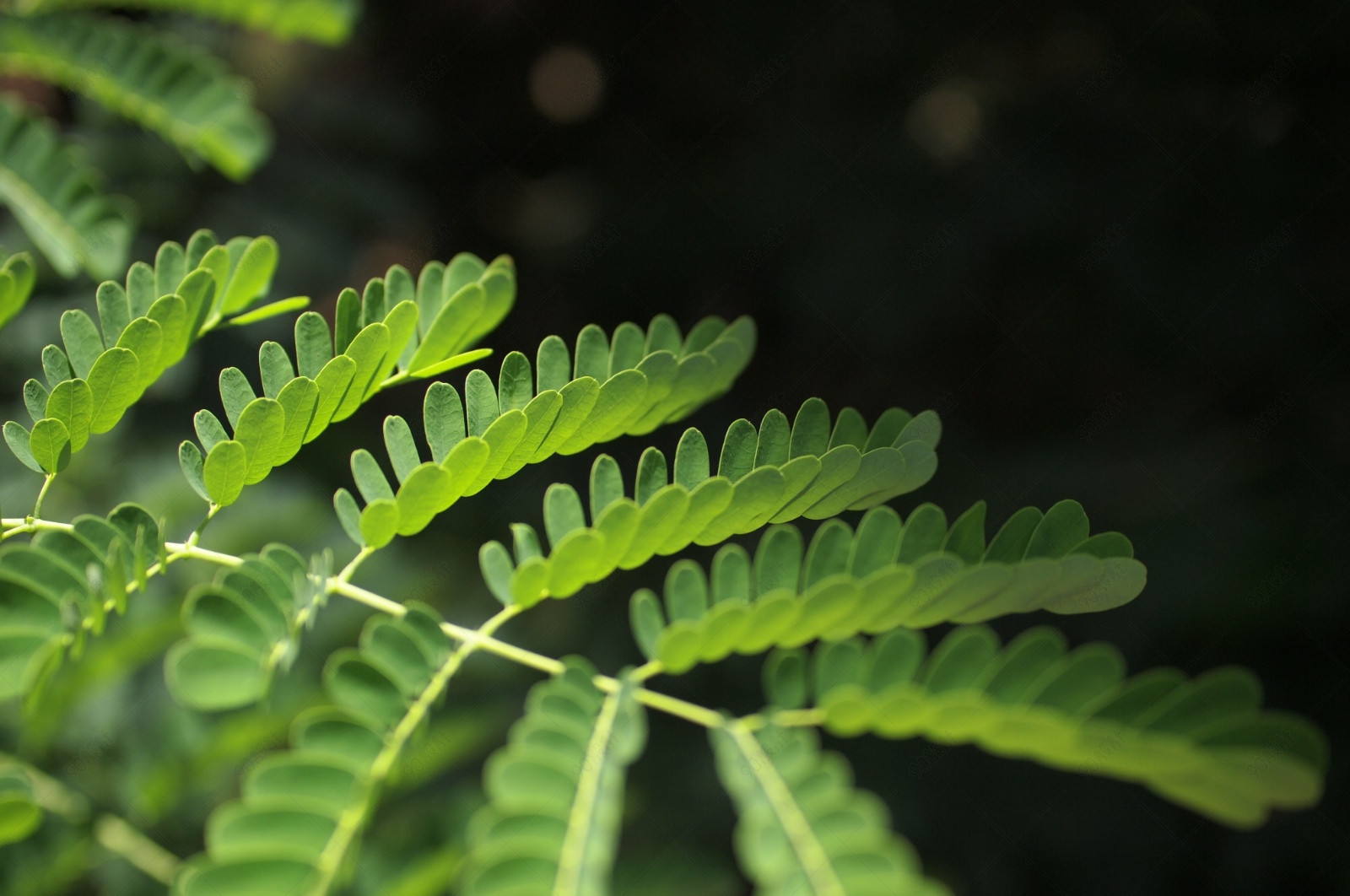 充满生命力的绿色杨金凤叶子