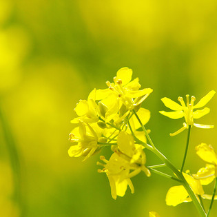 蓝天油菜花背景