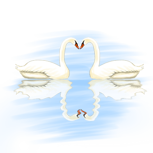 手绘天鹅图片大全