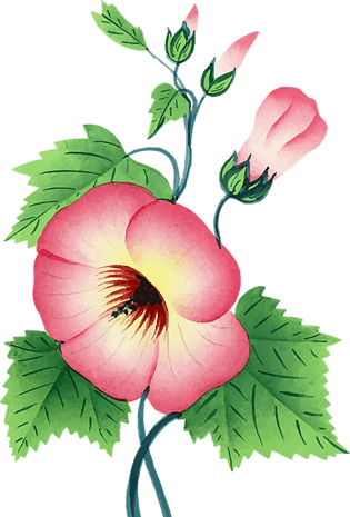 手绘唯美粉色花卉pngpsd2000*2000手绘粉色唯美花卉文本框pngpsd2000*