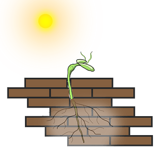 生长幼苗砖墙太阳坚韧不拔