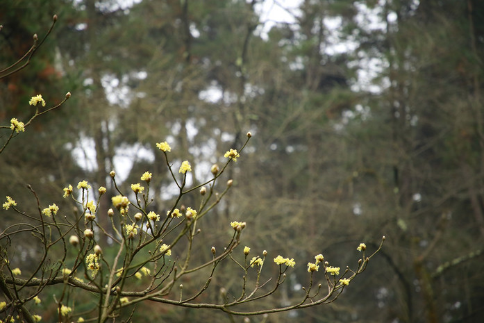 春天树枝开花特写摄影