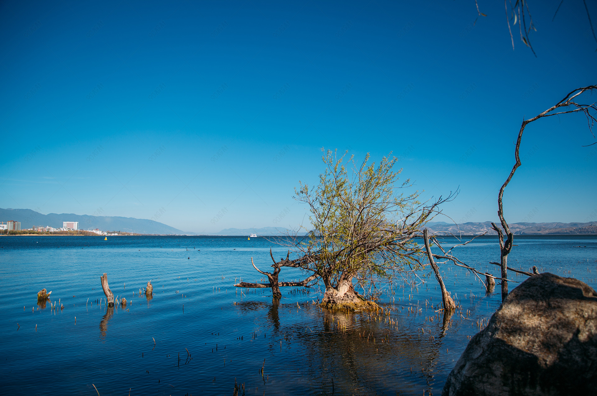 蓝天树枝风景自然风光海边摄影背景手机端:海边树枝光影近景拍摄此