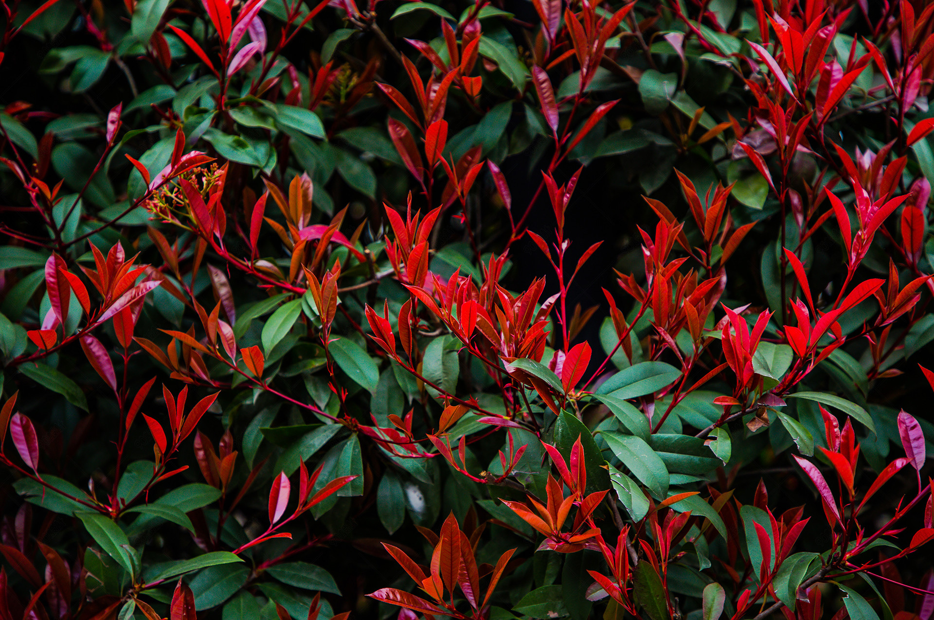 自然植物红花绿叶特写