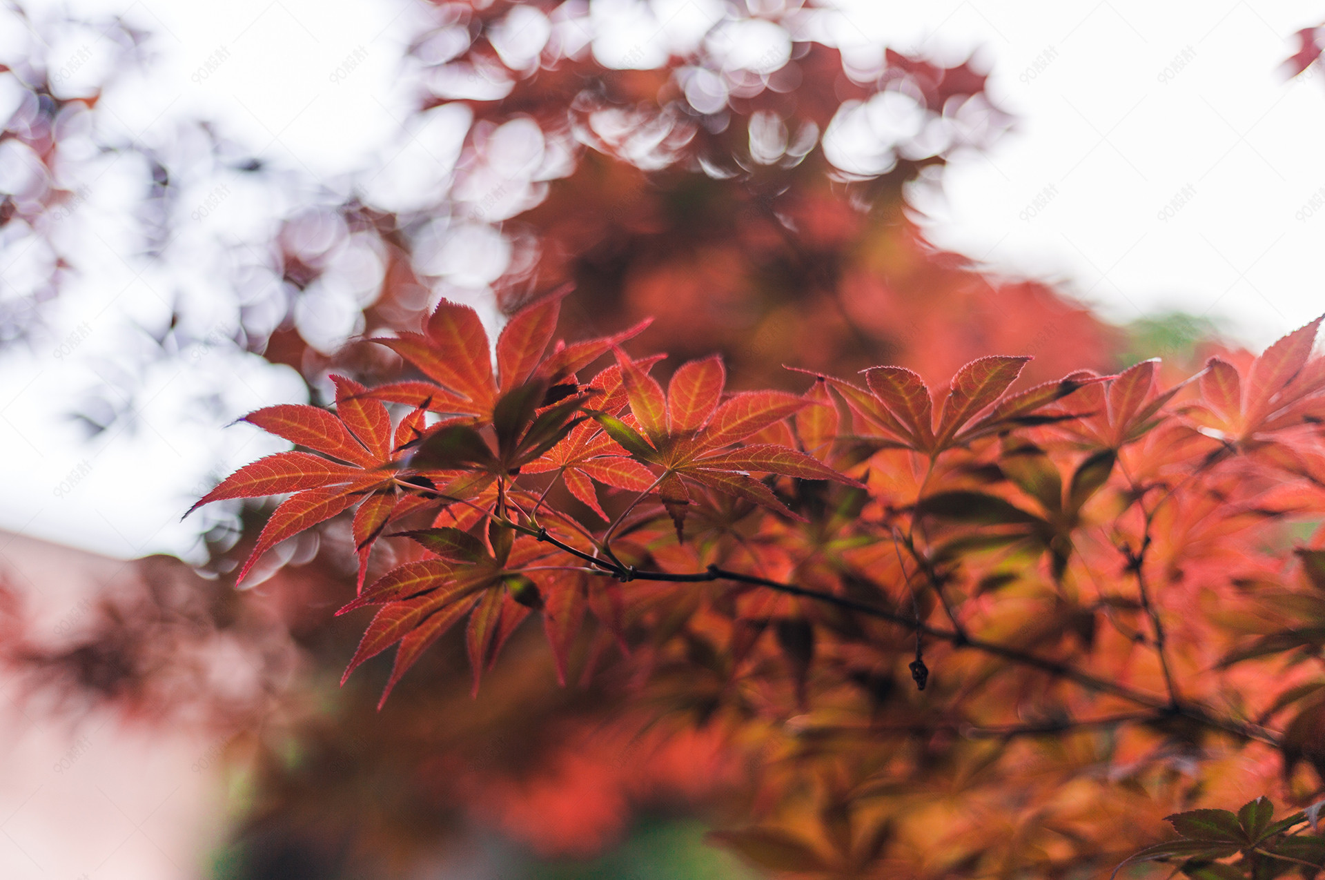 红枫树枫叶近距离特写