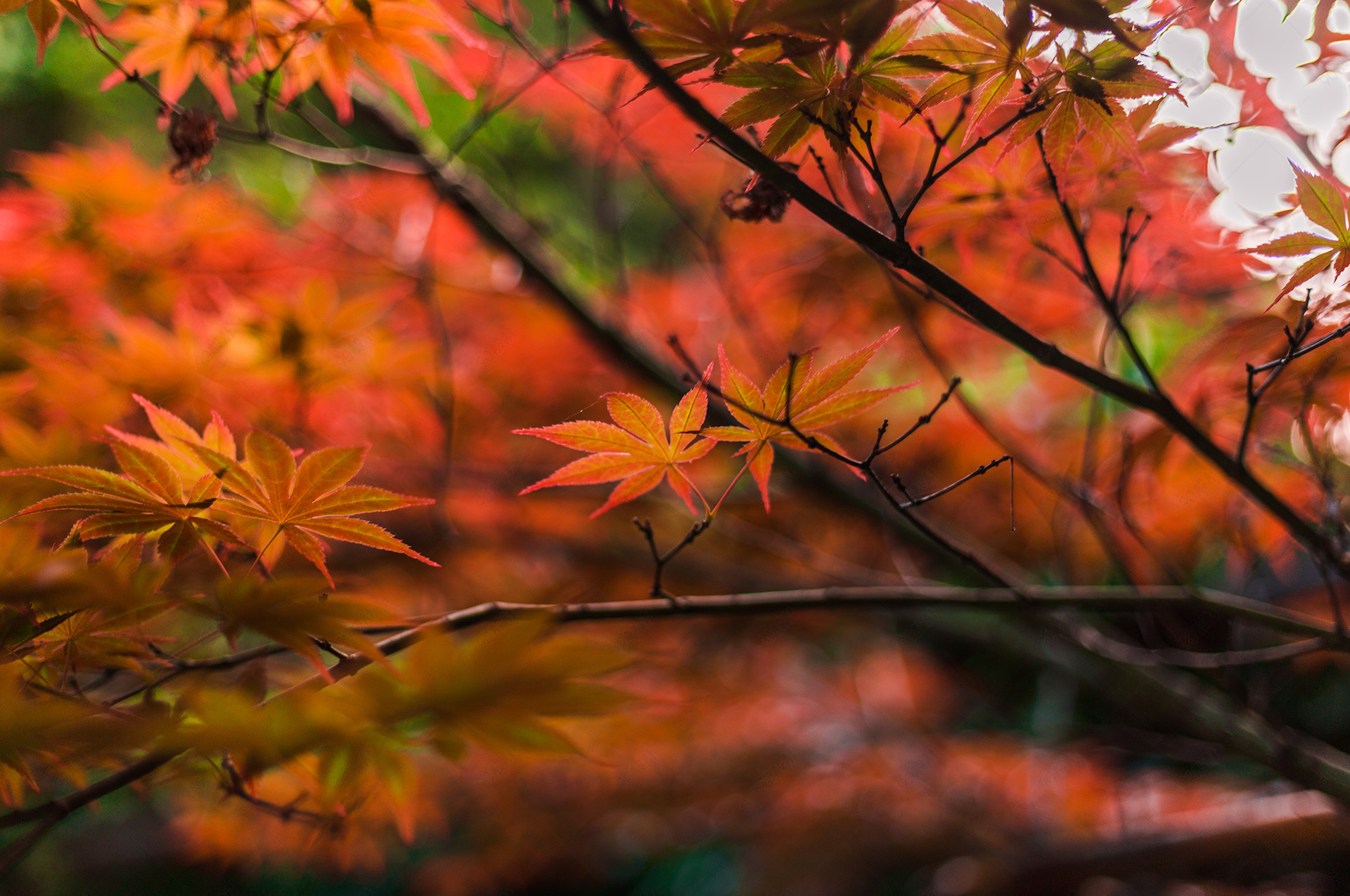红枫枫树树叶近距离特写