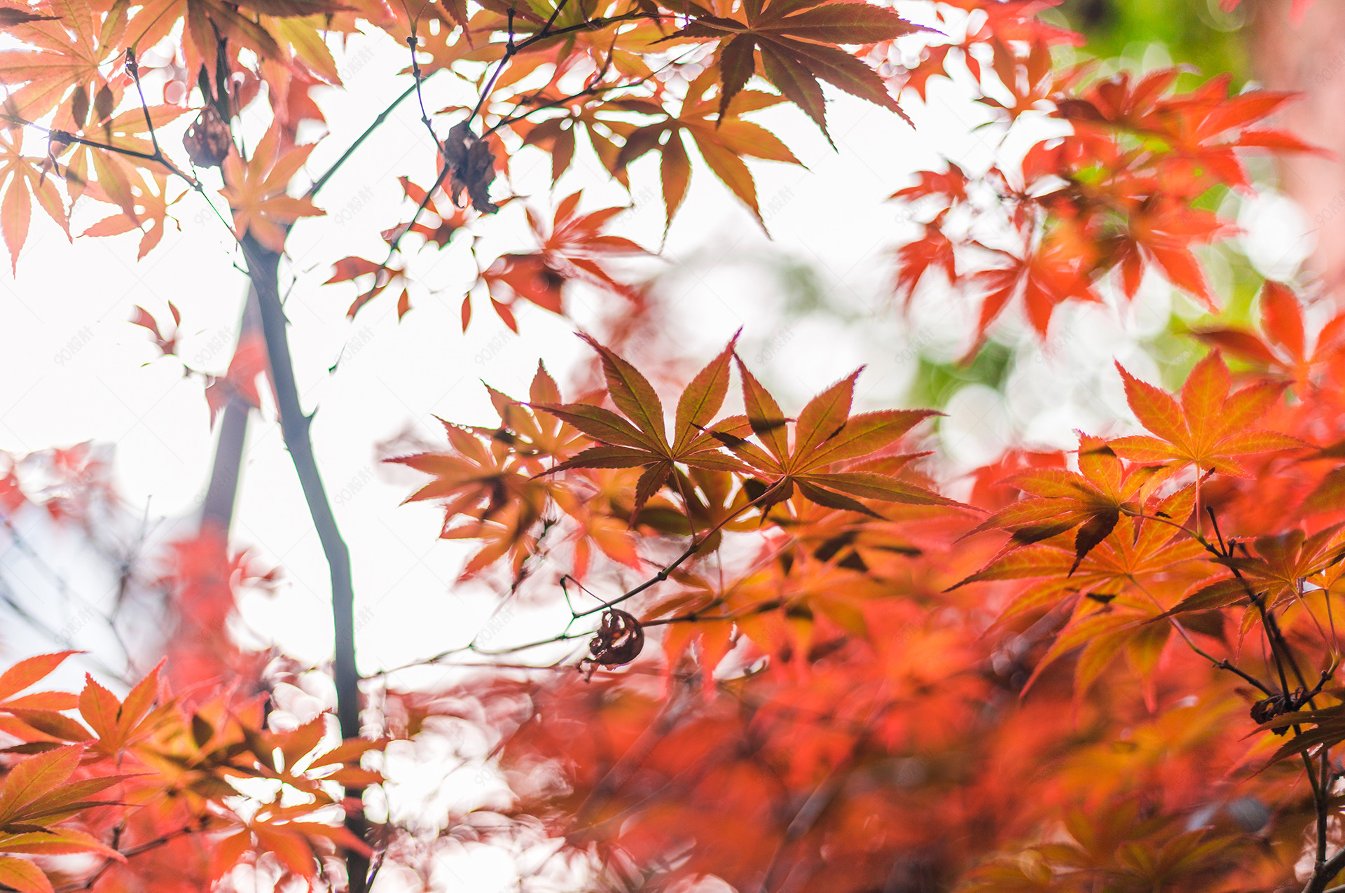 红枫枫树树叶近距离特写