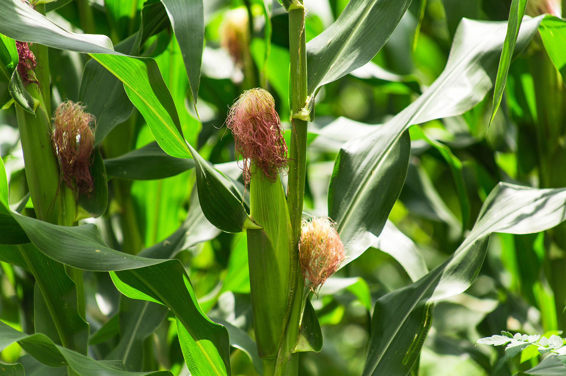 农作物玉米包谷生长特写摄影