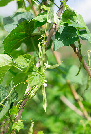 绿色食品农作物-四季豆