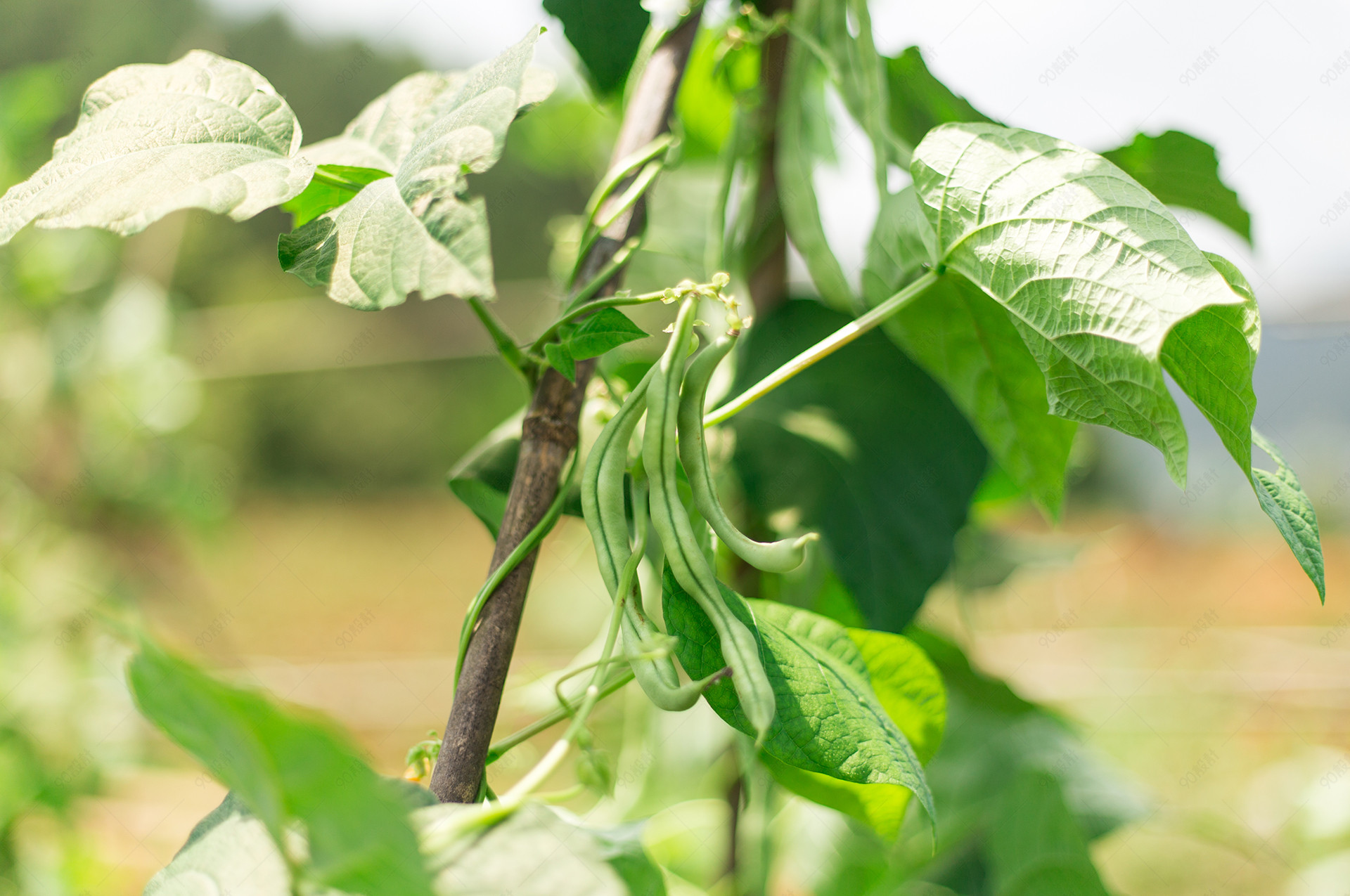 绿色食品农作物四季豆