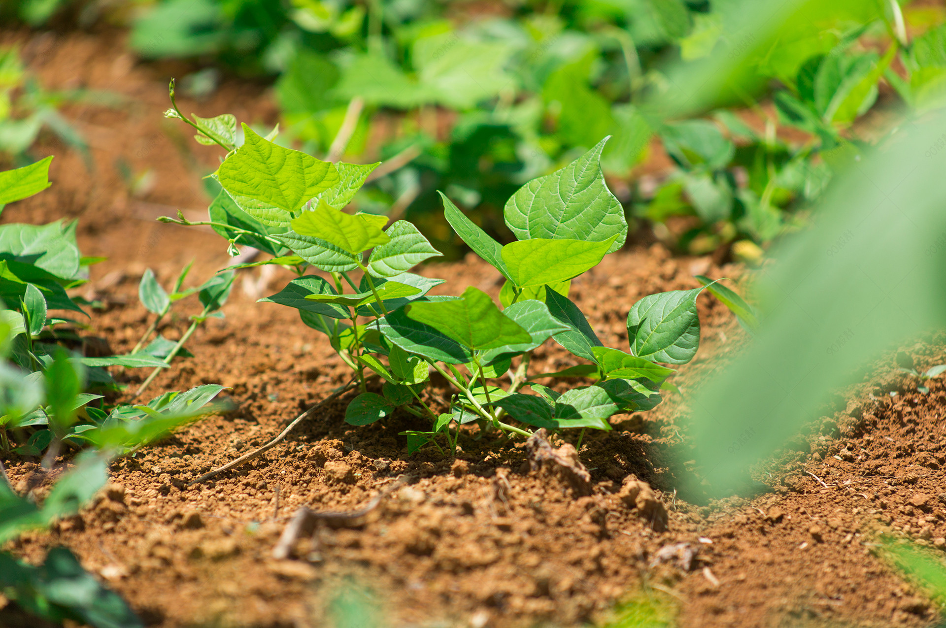 绿色食品农作物红薯种植摄影