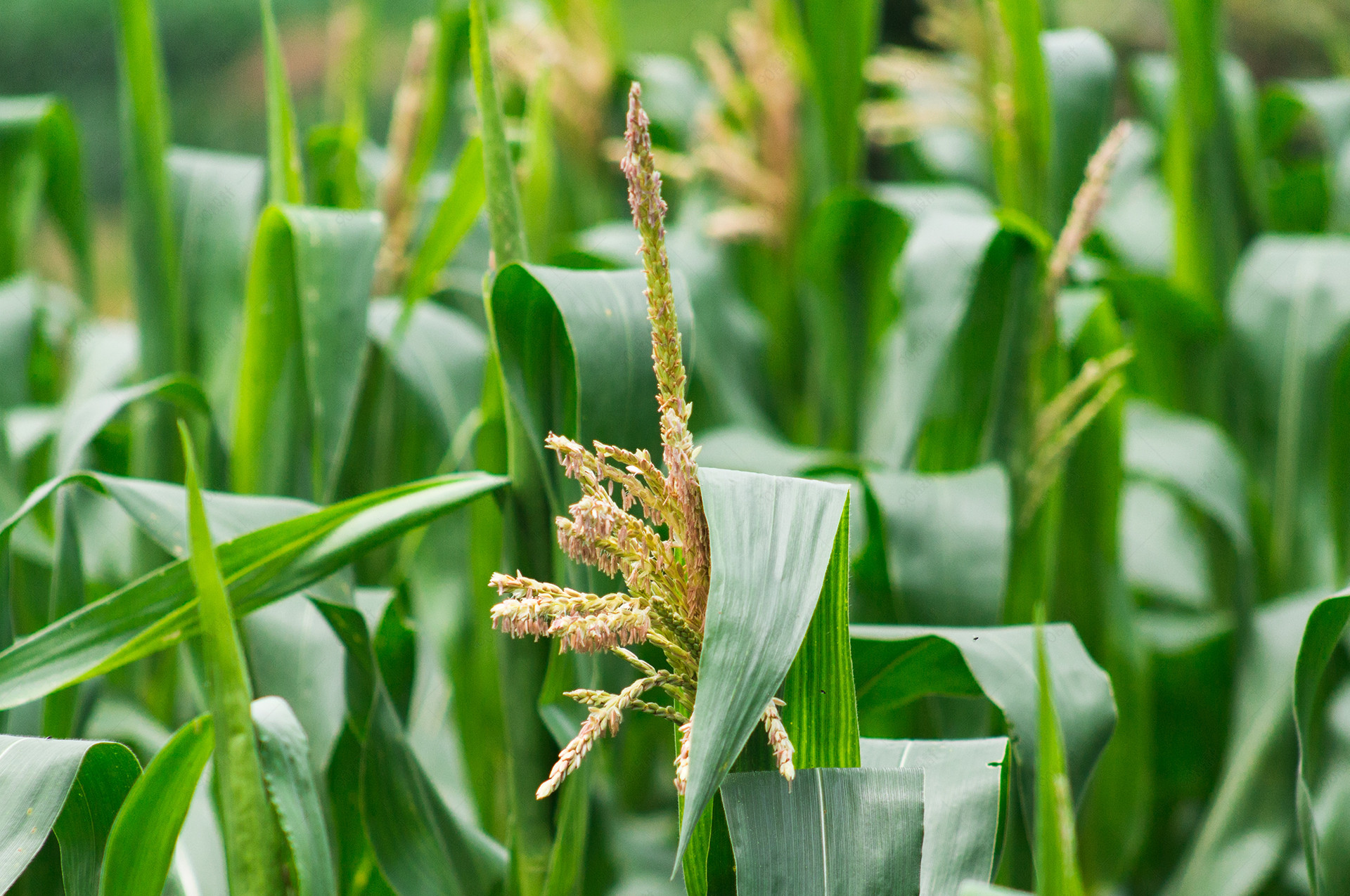 绿色食品农作物玉米天花摄影