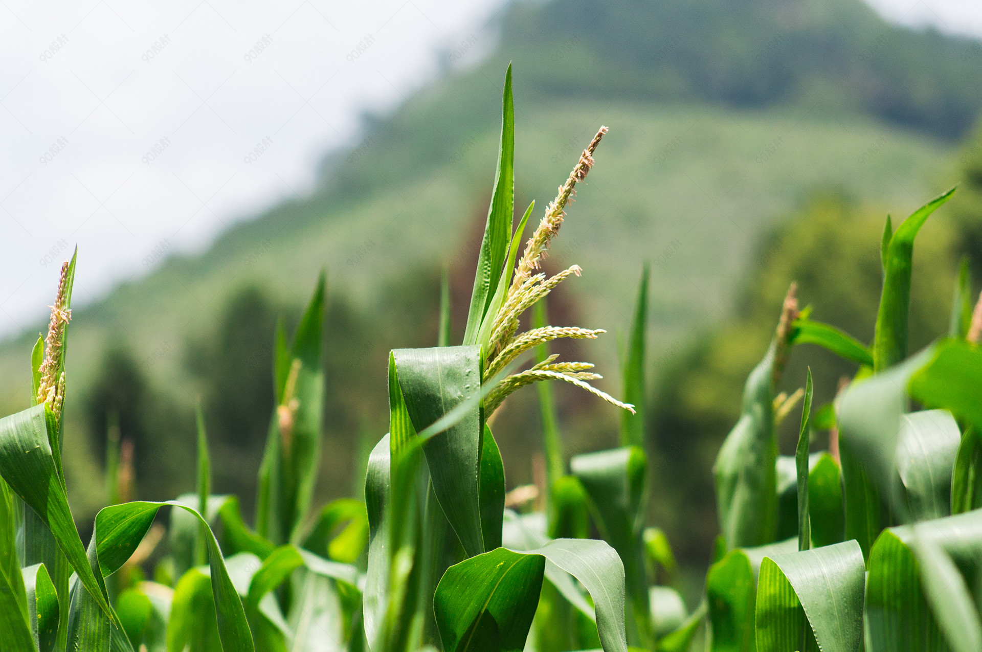 绿色食品-农作物-玉米天花摄影