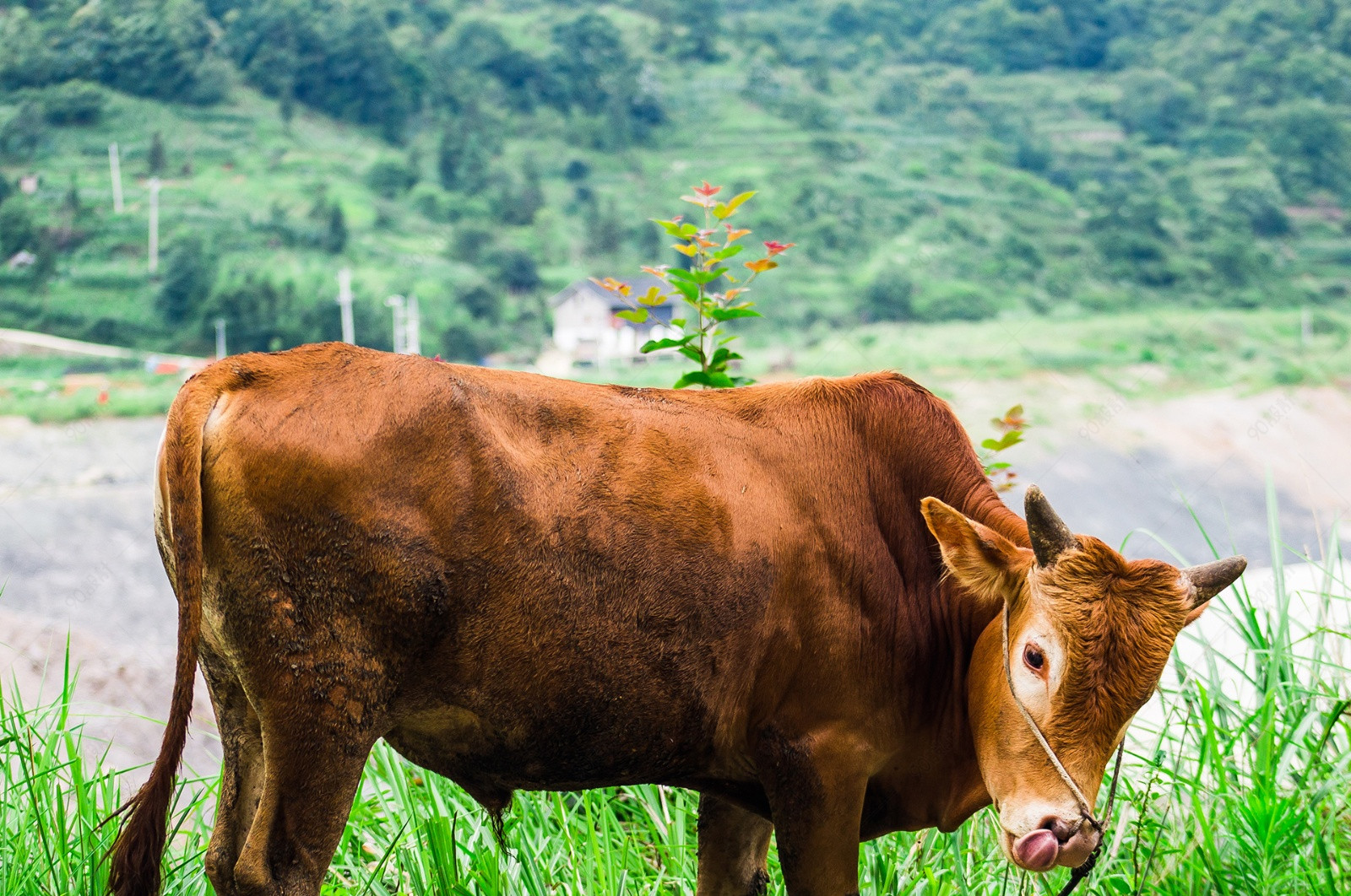 乡间路上的黄牛近距离摄影