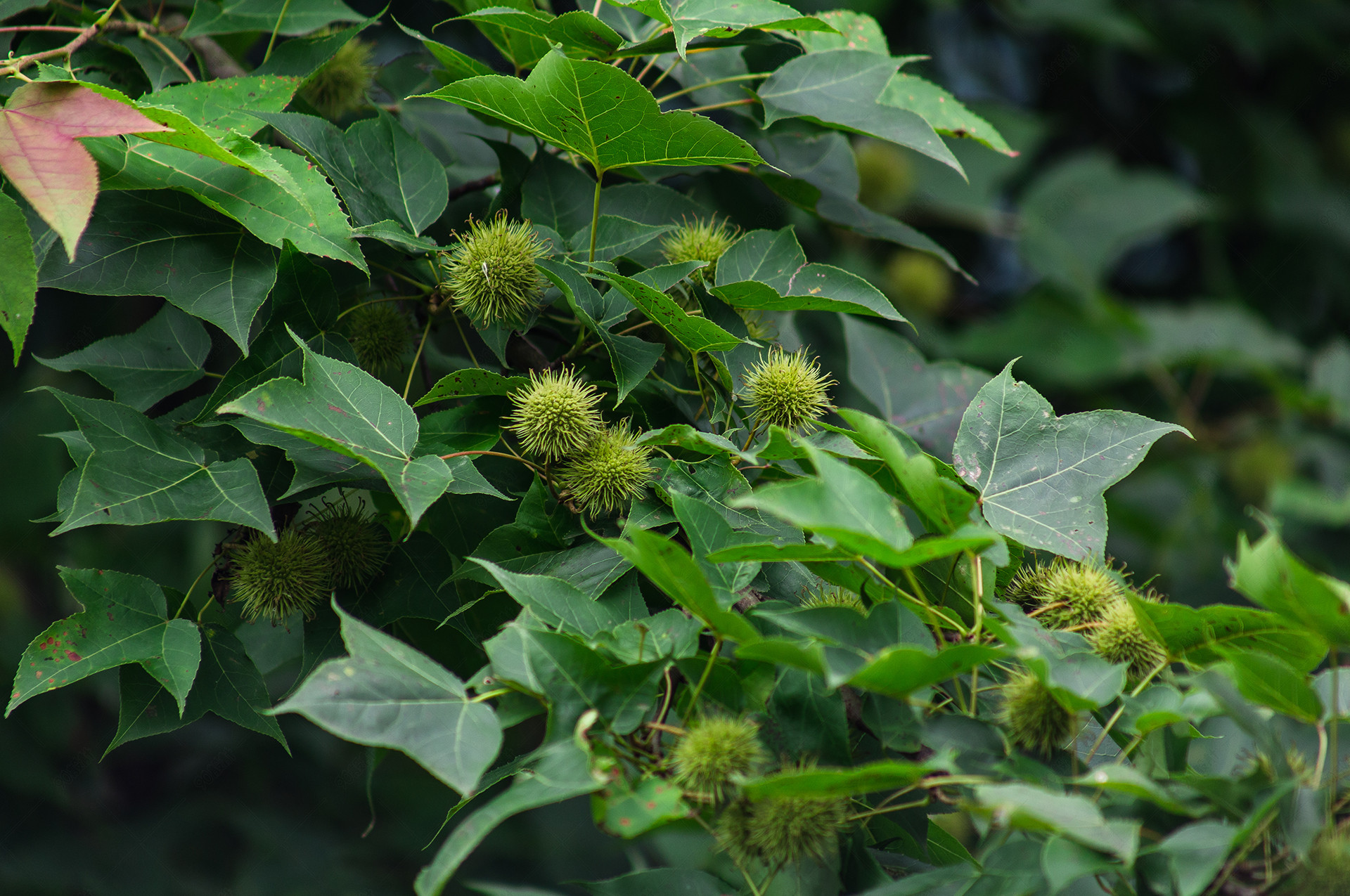 野外树上的野果摄影高清大图