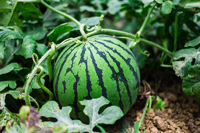 农作物水果西瓜生长大图