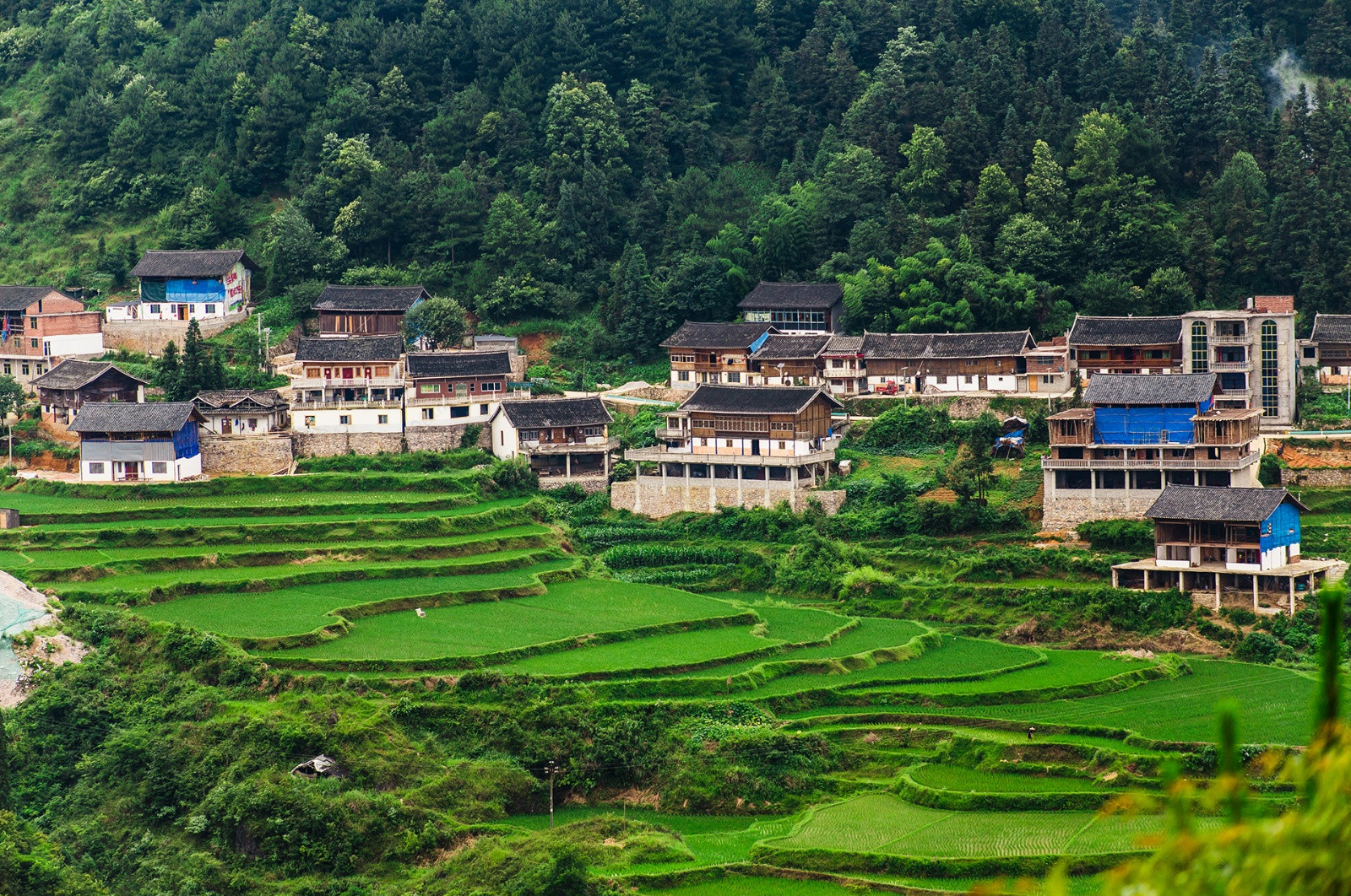 乡野梯田自然风景生态摄影
