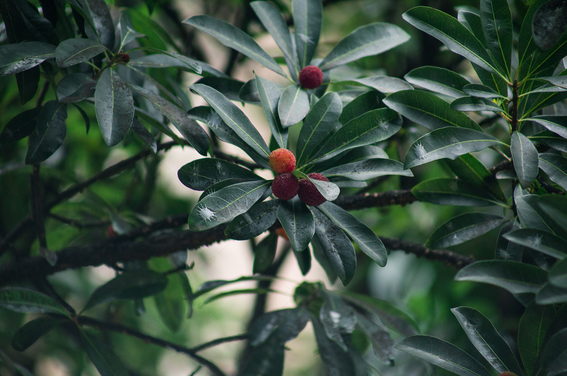 杨梅树野生杨梅成熟生长摄影
