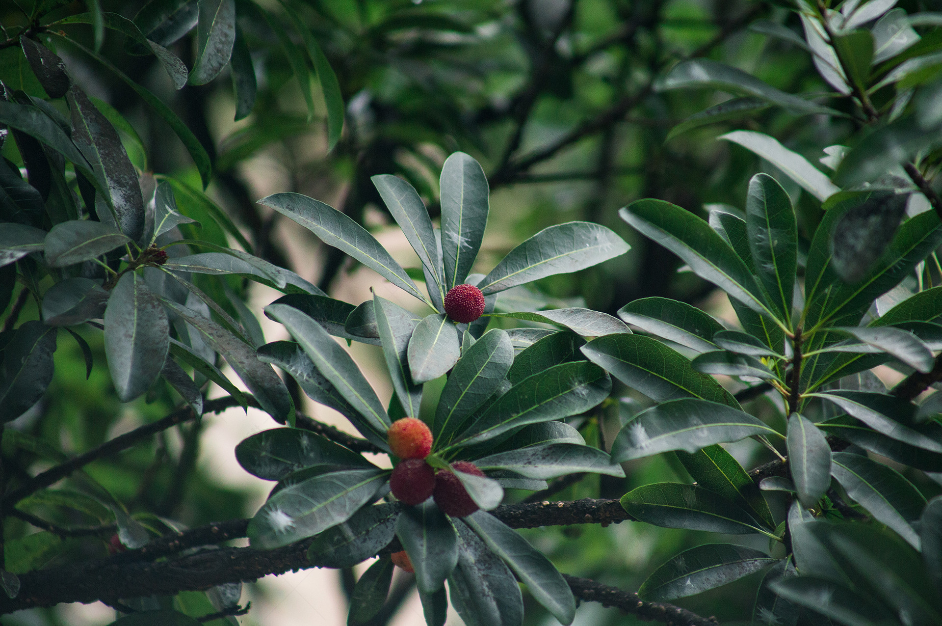 杨梅树野生杨梅成熟生长摄影