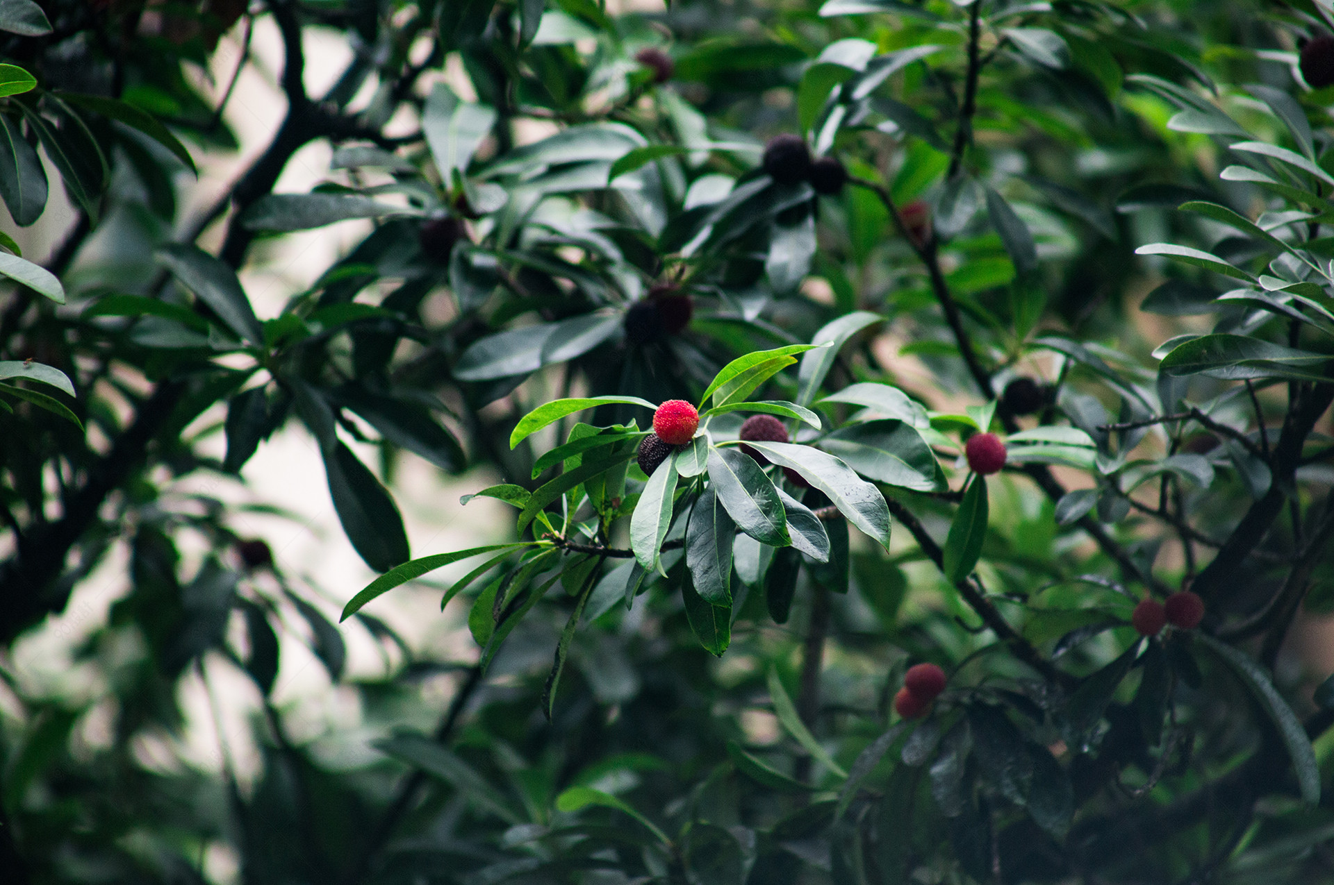 杨梅树野生杨梅成熟生长摄影