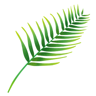 叶子绿色扁平热带植物叶子png