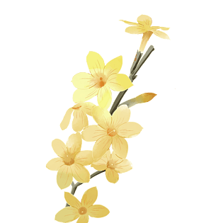 迎春花素材图片大全 迎春花素材图片素材 Png免费下载 90设计网