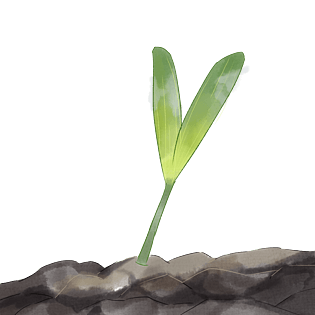 植物嫩芽图片大全