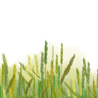 谷雨水彩风麦苗禾苗穗pngpsd2000*2000螃蟹暖色系卡通手绘风格螃蟹山