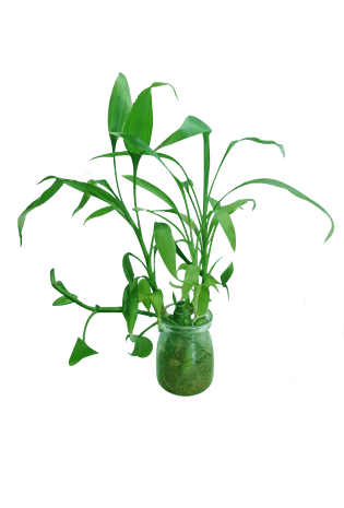 植物盆栽绿植绿色摆件