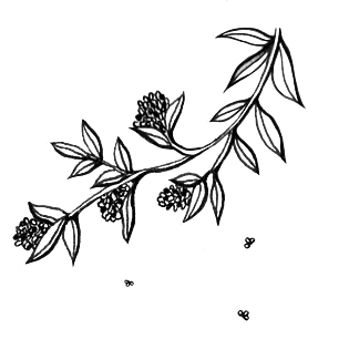 黑白叶子图片大全