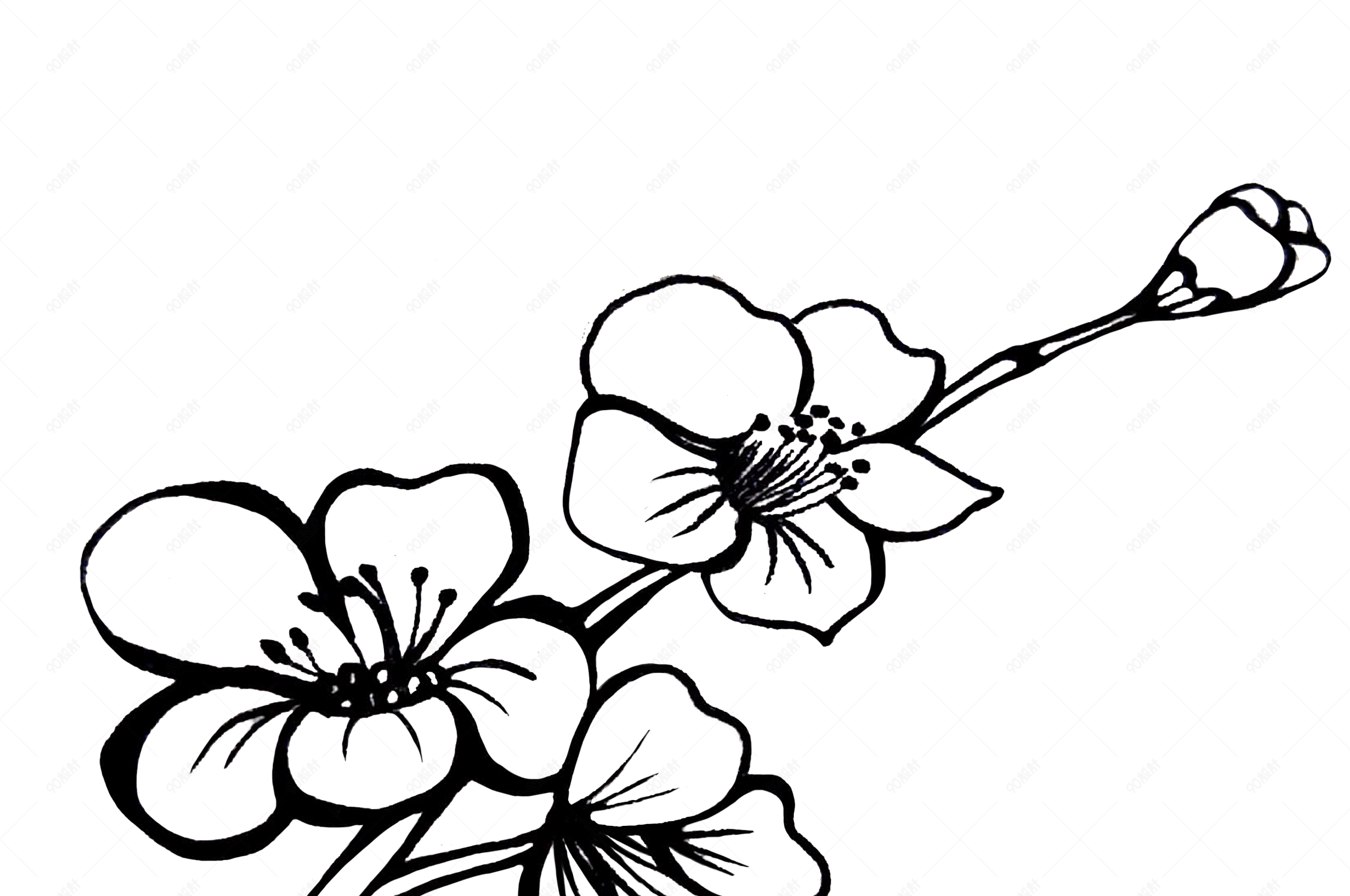 手绘黑白线条花卉素材