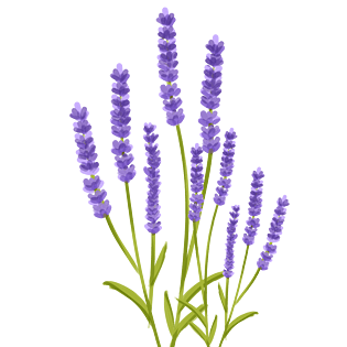 薰衣草画图片大全