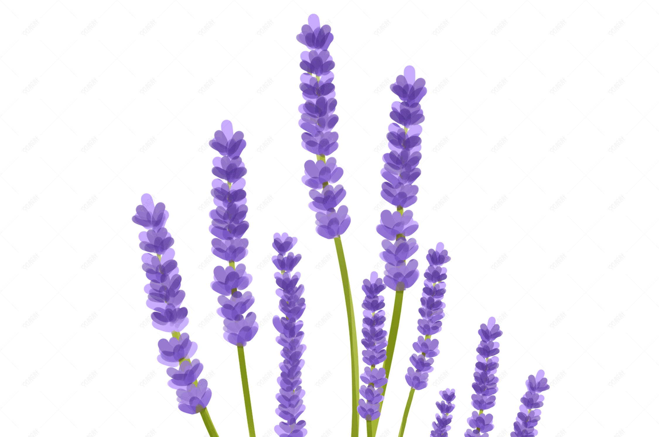 手绘卡通薰衣草免抠素材