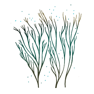 珊瑚海草图片大全