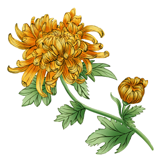 菊花植物图片大全