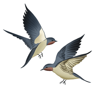 pngpsd2000*2000两只黑色往南飞的燕子pngpsd2000*2000燕子卡通手绘