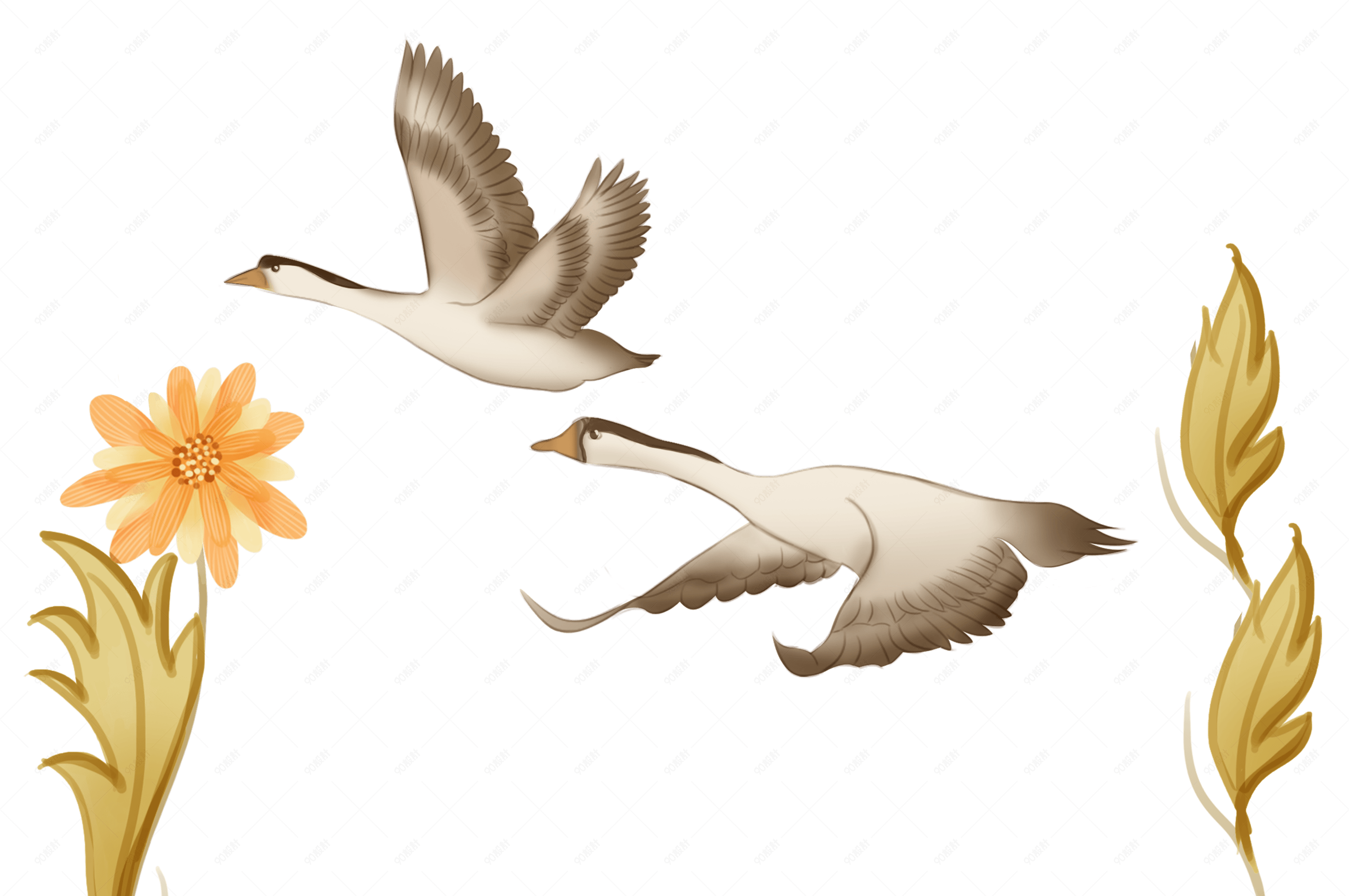 秋季大雁花卉手绘插画装饰元素
