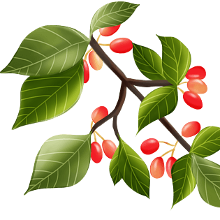 重阳节茱萸手绘插画装饰元素