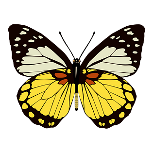 蝴蝶飞舞春天昆虫卡通手绘高清矢量