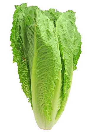 新鲜生菜图片大全