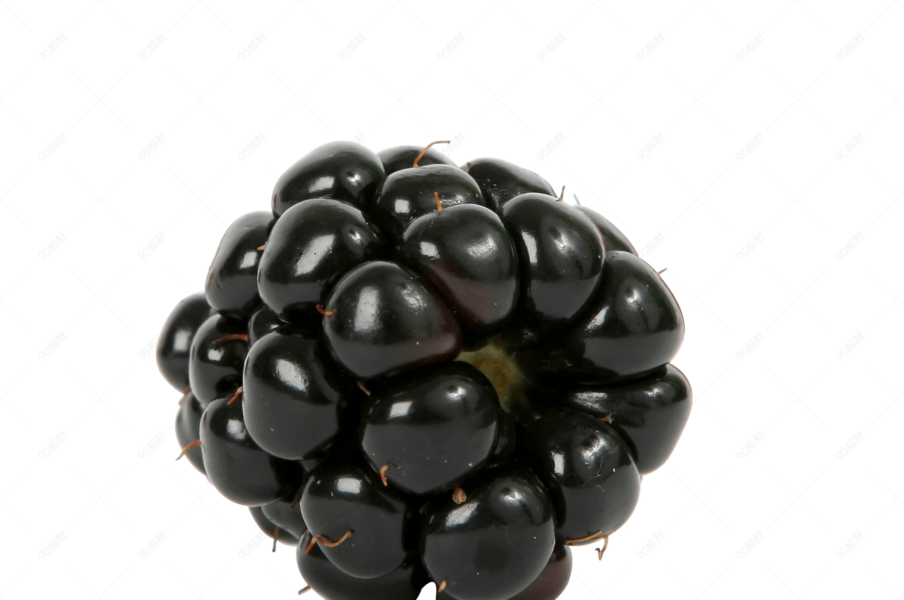 一颗黑色热带的水果--黑莓