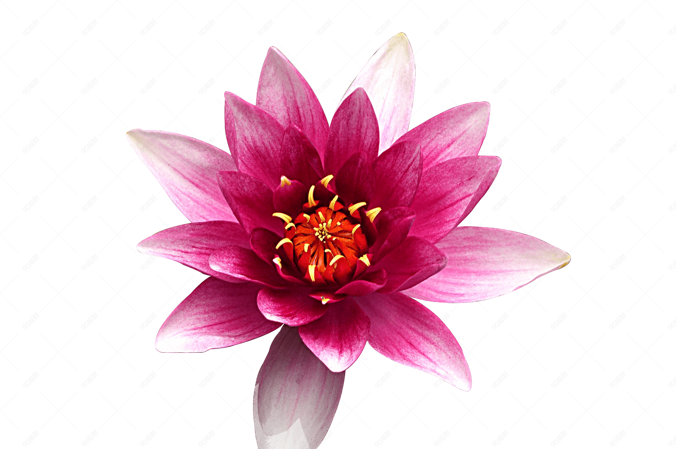 一朵鲜艳的美丽的荷花【免抠元素png】-90设计网